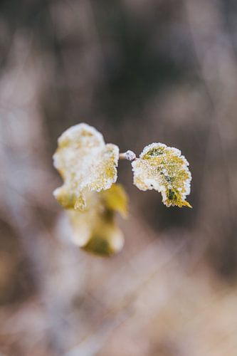 Feuilles d'automne gelées