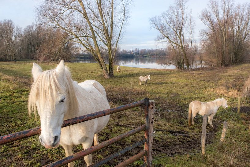 Witte paarden van Moetwil en van Dijk - Fotografie