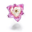 Tulpe, Blume auf weiß von Andreas Hackl Miniaturansicht