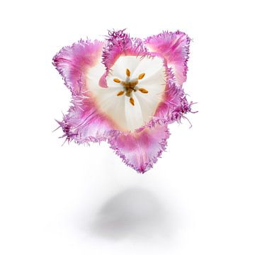 Tulp, bloem op wit van Andreas Hackl