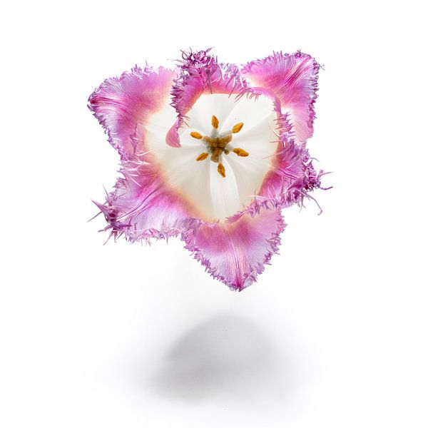 Tulpe, Blume auf weiß von Andreas Hackl