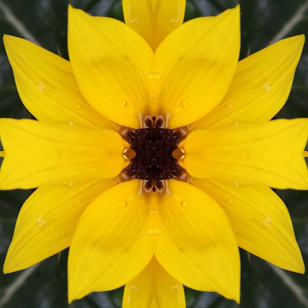 Zonnebloem by Corina Scheepers-de Mooij