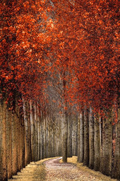 Woodwall van Lars van de Goor