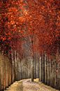 Woodwall by Lars van de Goor thumbnail