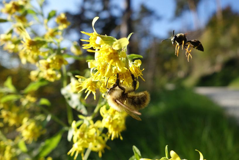 Flying Bee von Johnny van der Leelie