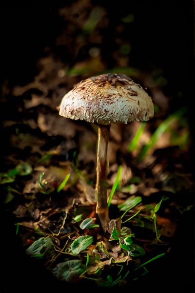 Pilz von zippora wiese
