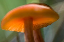 mushrooms in the waterloopbos by Bianca Fortuin