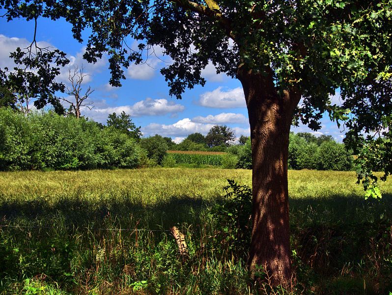 Boom 1 van Edgar Schermaul