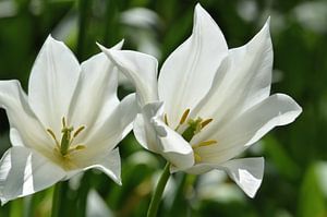 Tulpen