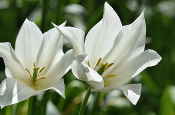 Tulpen van Violetta Honkisz