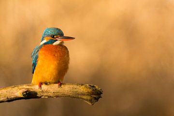 kingfisher by Ria Bloemendaal