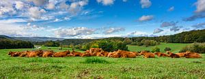 Bovins de pâturage sur Heinz Grates