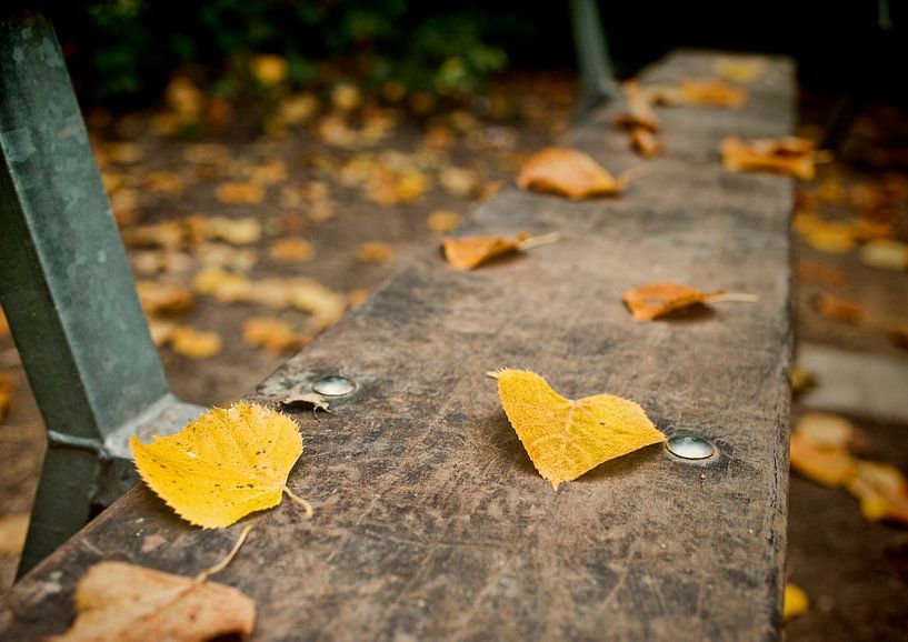 Feuilles d'automne par David Dirkx