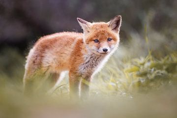 jeune renard sur Pim Leijen