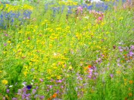 wild flower by Jessica Berendsen