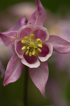 Aquilegia vulgar von MSP Canvas