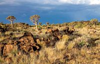 kokerbomen woud in Namibië