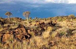 kokerbomen woud in Namibië van Jan van Reij