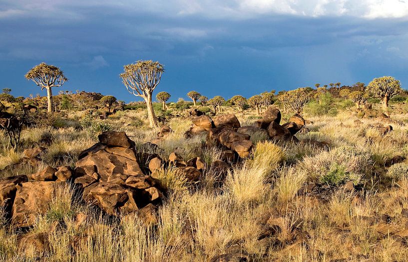 kokerbomen woud in Namibië van Jan van Reij