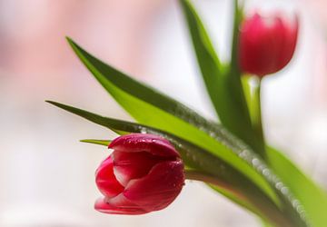 Tulpen en sfeer van Marga Vroom