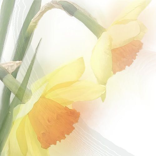 Daffodil in watercolour