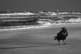 Portrait of a Raven at the Beach by Julien Beyrath