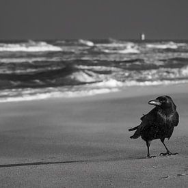 Portrait d'un corbeau à la plage sur Julien Beyrath
