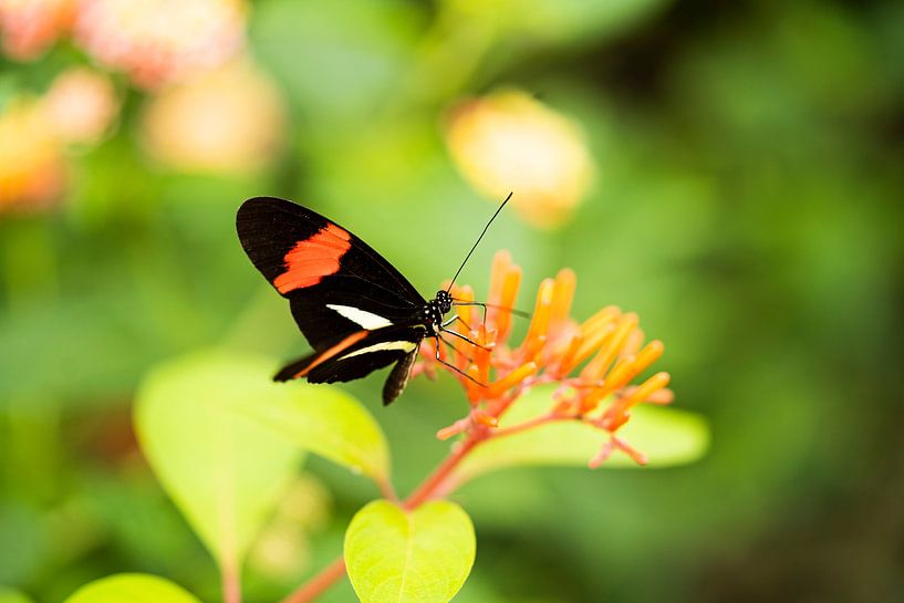 tropical butterfly by Ingrid Timmermans