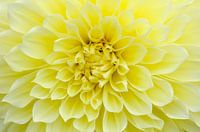 Gele Dahlia II