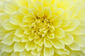 Gele Dahlia II