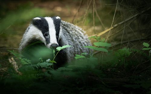 De das tussen de bladeren