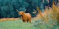 Curious Scottish Highlander in beautiful color contrast by Jesse Slagman thumbnail