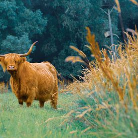 Curious Scottish Highlander in beautiful color contrast by Jesse Slagman