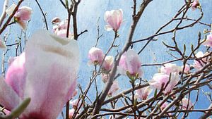magnolias