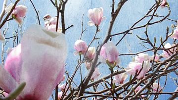 magnolien von fantasina