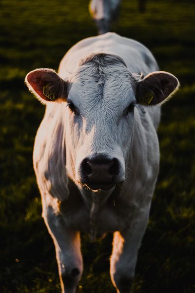 Cow in morning sun South Limburg by Jisca Lucia