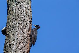 Pic noir (Dryocopus martius)