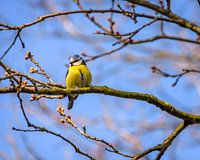 a blue tit on a branch