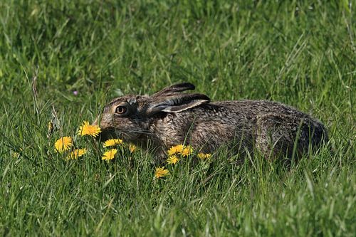 Europese haas (Lepus europaeus) Eiland Texel Nederland