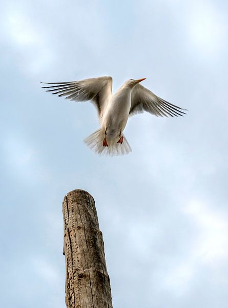Seagull by Jeanette van Starkenburg