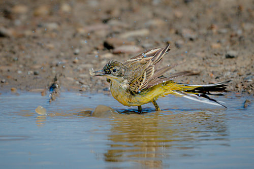 Splashing Delight