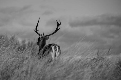 Sei du selbst und sei stark