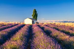 Lavendelblüte in der Provence