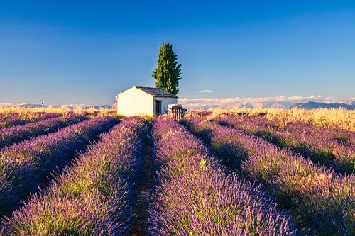 Lavendelbloesem in de Provence