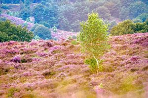 Bouleau en violet
