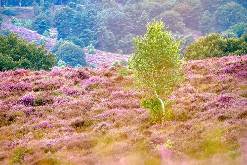 Birch in purple