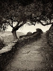 Cyclades, Greece - Hiking on the island of Amorgos sur Alexander Voss