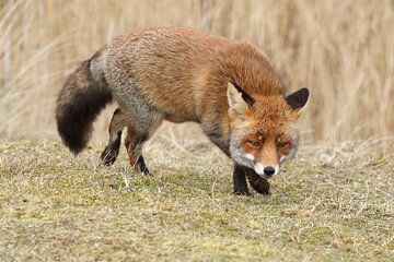 Vos (Vulpes vulpes) van Ronald Pol