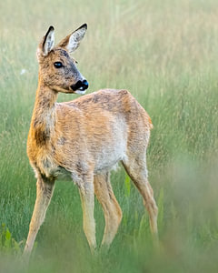 Ree auf dem Feld.