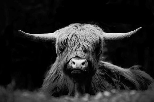 Highlander in Schwarz-Weiß